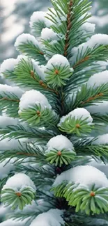 Snow-covered green pine branches in winter.