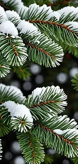 Snow-covered pine branches creating a serene winter scene.