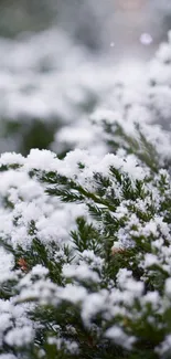 Snow-covered pine branches mobile wallpaper.