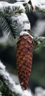 Snow-covered pine cone on evergreen branch.