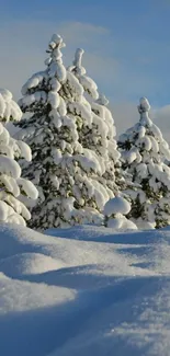 Snow-covered pine trees under a blue sky.