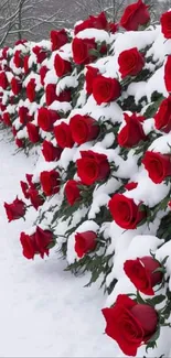 Red roses lightly dusted with snow create a stunning winter wallpaper.