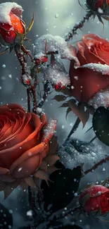 Red roses with snow on a dark background, creating a moody and elegant look.