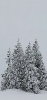 Snow-covered pine trees against a light gray winter sky.
