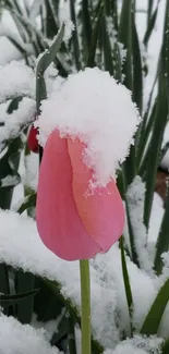 Pink tulip with snow cap amidst green leaves.