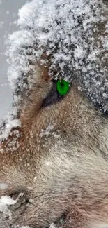 Snow-covered wolf with green eyes.