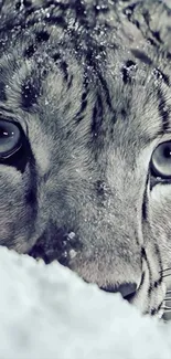 Close-up of a snow leopard's eyes in the snow.