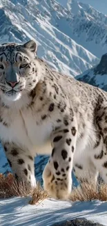 Snow leopard gracefully prowling snowy mountains.