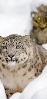 Majestic snow leopard resting in snowy landscape.