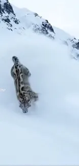 Snow leopard in snowy mountains landscape.