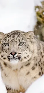 Snow leopard in a snowy winter landscape with trees and rocks.