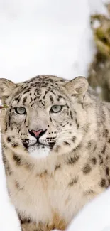 Captivating snow leopard in a snowy landscape with pine tree.