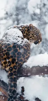 Majestic snow leopard on snowy branch in winter forest.