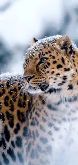 Majestic snow leopard in a winter landscape with snow-covered fur.