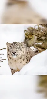 Snow leopard in snowy forest setting, serene and picturesque for mobile wallpaper.