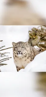 Snow leopard in a snowy landscape, blending with winter surroundings.