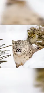 Snow leopard in serene snowy landscape, surrounded by trees.