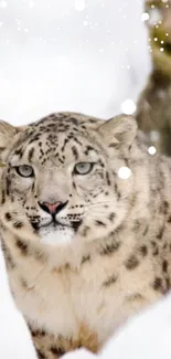 Snow leopard in a snowy winter setting, embodying wilderness and beauty.