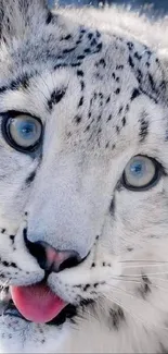 Close-up of a snow leopard with blue eyes and white fur, mobile wallpaper.