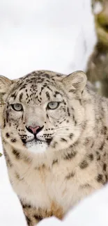 Majestic snow leopard in snowy habitat mobile wallpaper.