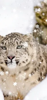 Majestic snow leopard in winter with falling snowflakes.