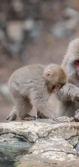 Snow monkeys sitting by a tranquil hot spring.