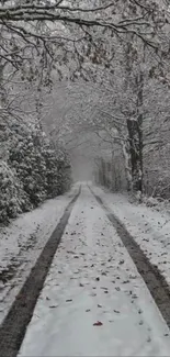 Snow-covered path through a tranquil forest.