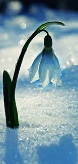 Snowdrop flower emerging through fresh snow, showcasing winter's delicate beauty.