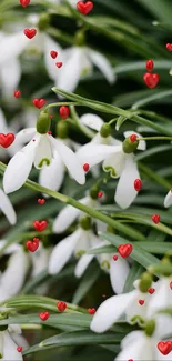 Snowdrop flowers with red hearts wallpaper