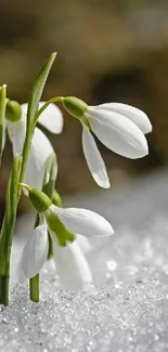 White snowdrop flowers blooming in the snow.