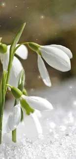 Snowdrop flowers blooming in snowy landscape with elegant white petals.