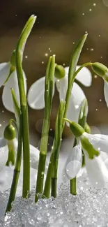 Snowdrops emerging through winter snow, symbolizing nature's resilience.