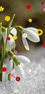 Snowdrop flowers emerging through snow in nature.