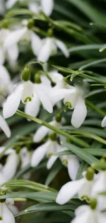 Close-up of elegant snowdrop flowers with lush green leaves.