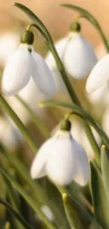 Close-up of snowdrop flowers with green leaves in the background.