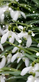 Snowdrop flowers on a green background with snow.