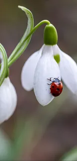 Snowdrop Snowdrop Petal Live Wallpaper