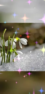 Snowdrop flowers with sparkling stars on snow.