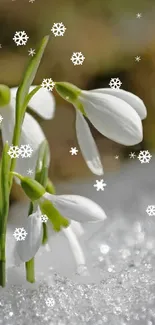 Snowdrop flowers with snowflakes in a serene winter scene.