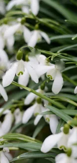 Beautiful mobile wallpaper of blooming snowdrops with green foliage.