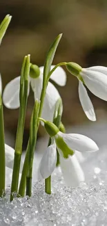 Snowdrops pushing through the ice, capturing nature's delicate balance.