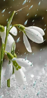 Close-up of snowdrops in the rain with glistening white petals.