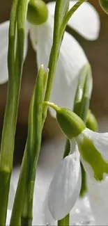 White snowdrops with green stems in a close-up view.