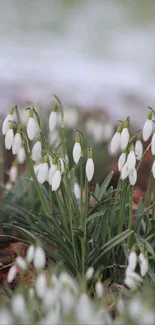 Delicate snowdrops flowering in natural setting, perfect for spring wallpaper.