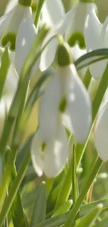 Snowdrops with green leaves in sunlight on phone wallpaper