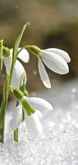 Snowdrops emerging from sunlit snow surface.