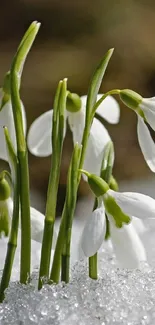 Snowdrops emerging through snow in a serene winter scene.