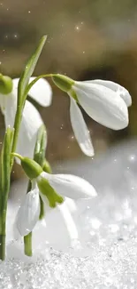 Snowdrops bloom through snow, showcasing natural beauty.