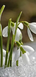 Snowdrop flowers emerging through glistening snow in serene winter scene.