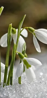 Snowdrops emerging from snow in sunlight, offering a serene winter scene.